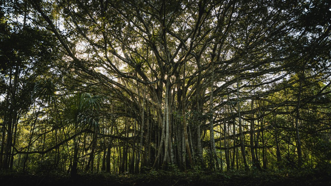 Baum netzwerk